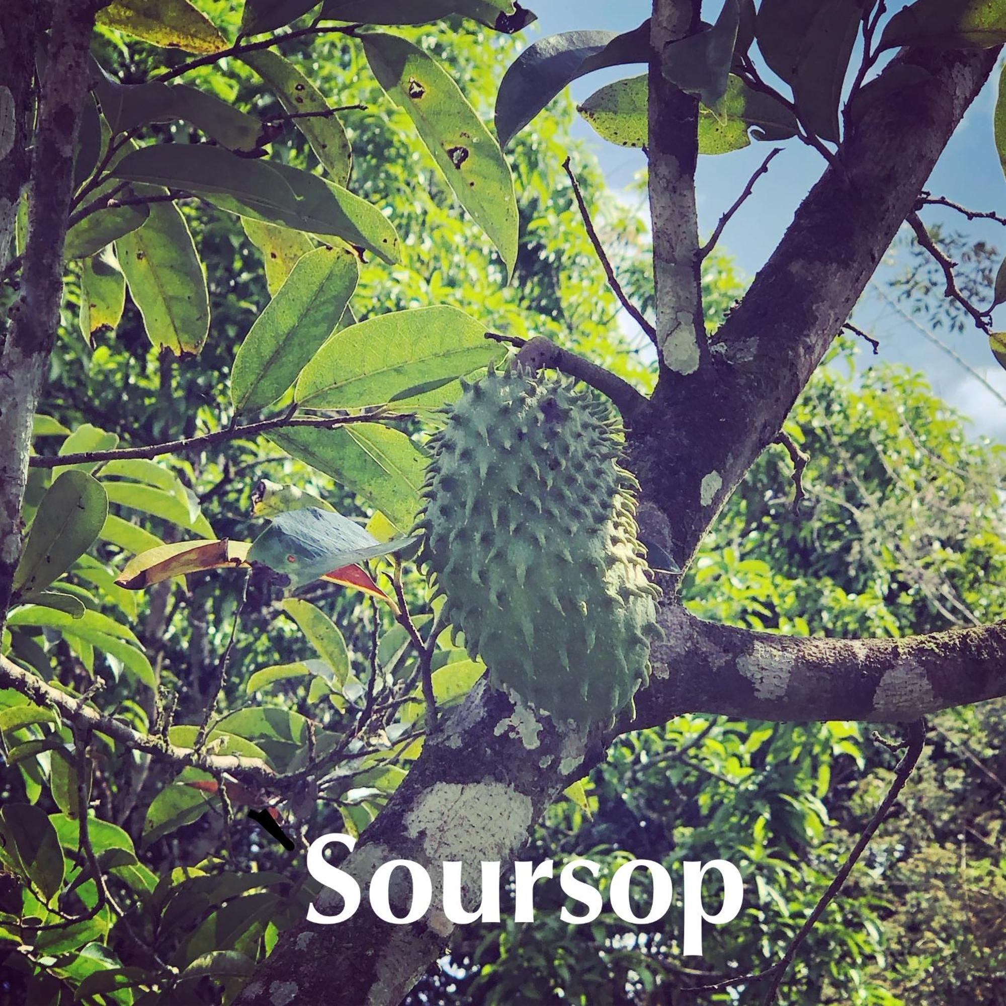 Soursop Hostel Cueta Εξωτερικό φωτογραφία